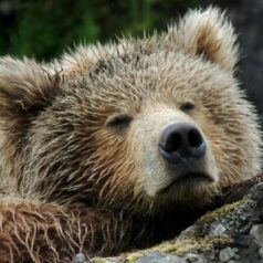bear market